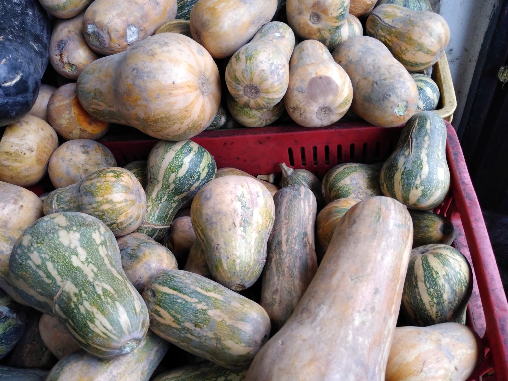 Calabacín-sakata