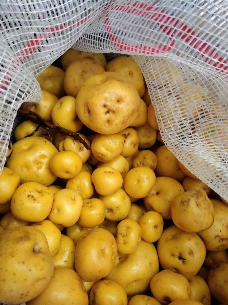 Papa criolla