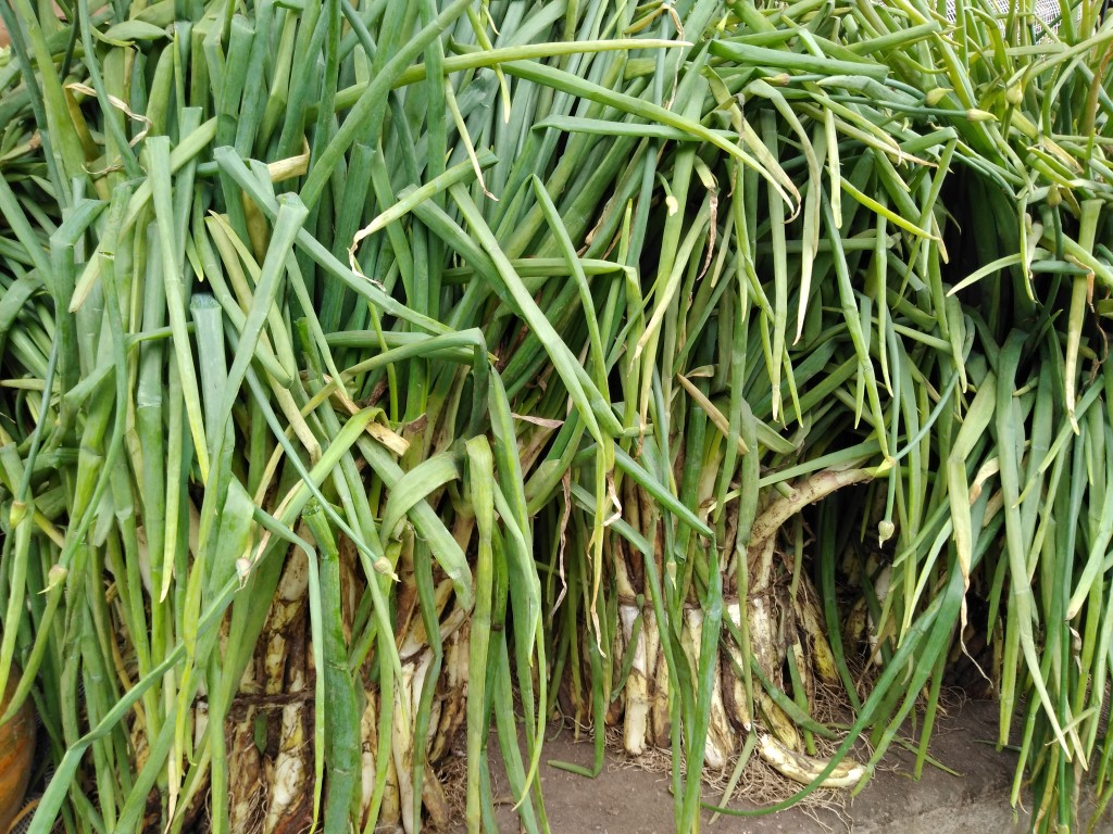 Cebolla larga pastusa