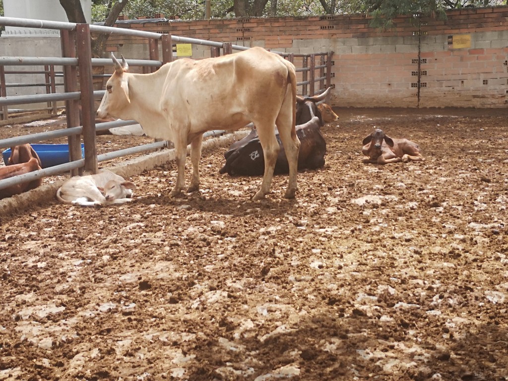 Atados /Hembra y cria ganado comercial