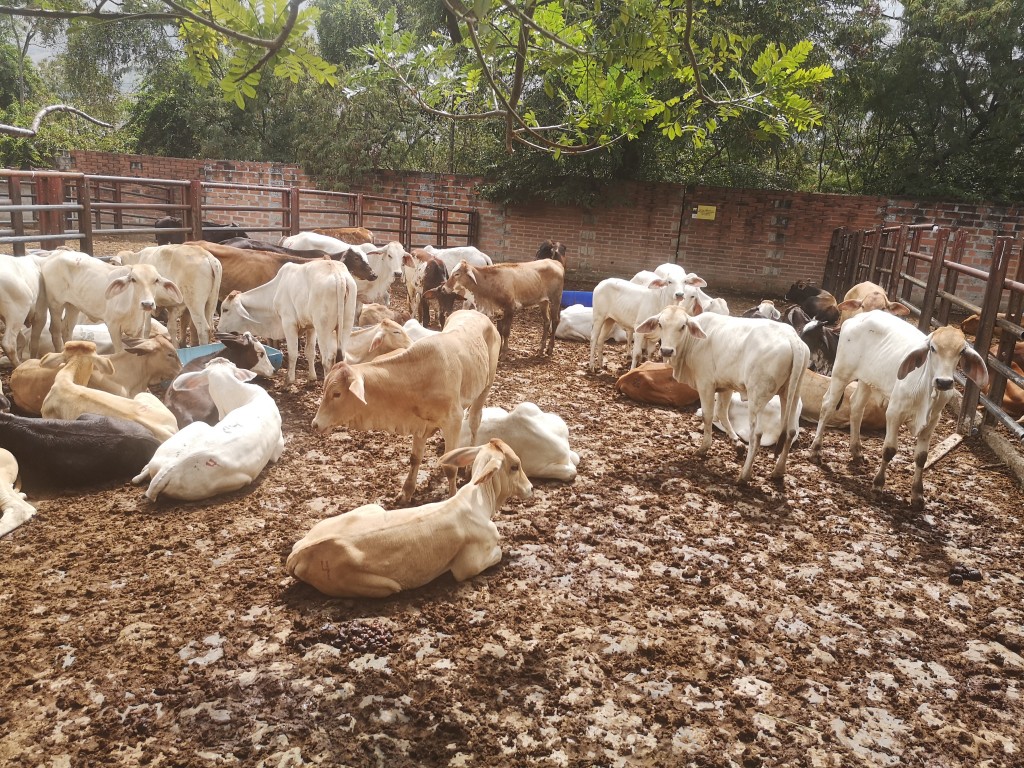 Hembras de Levante cebu blancas