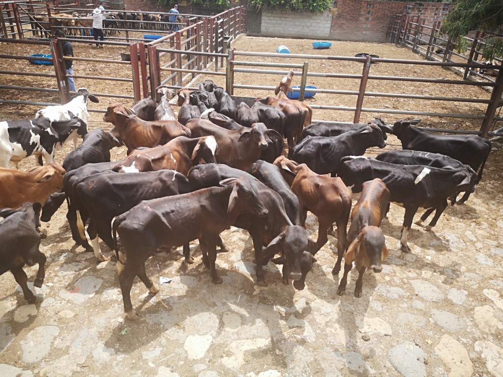 Terneros de Levante /ganado comercial