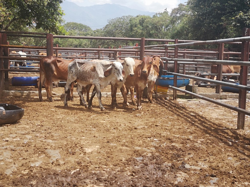 Terneros Gyr comercial