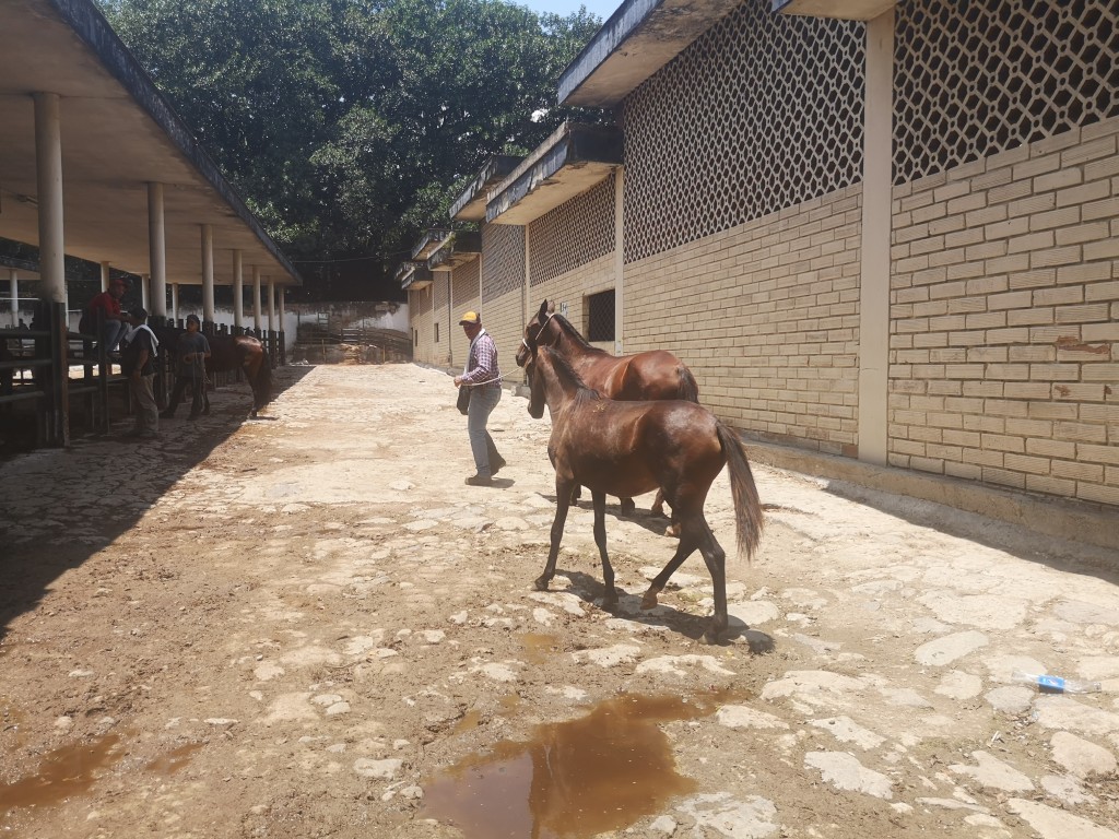 Yegua  de Silla y potranca cerrera