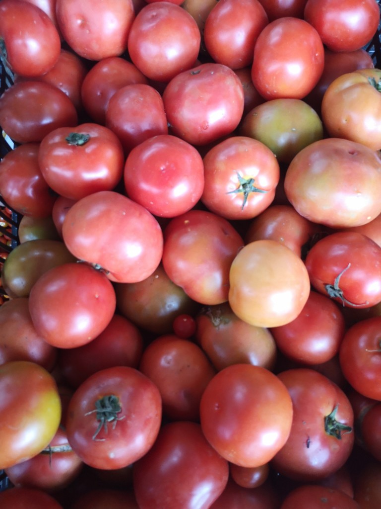 Tomate Larga vida