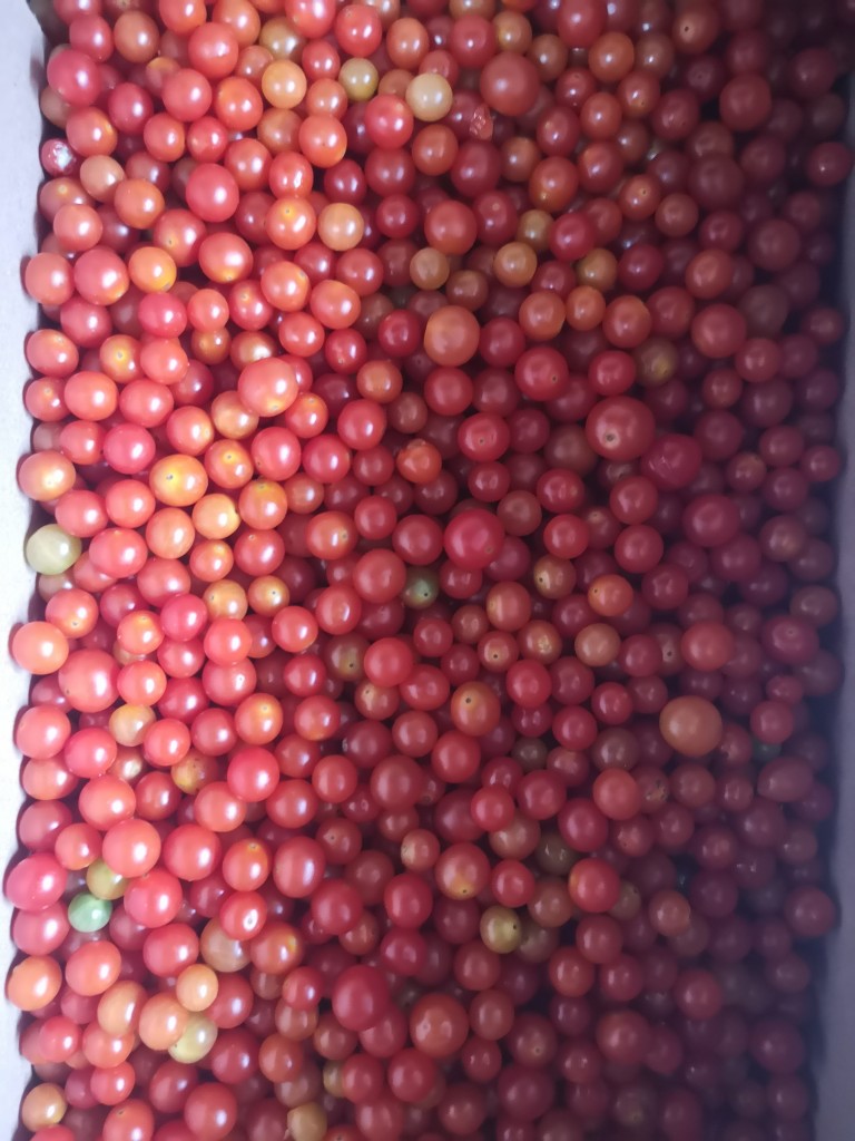 Tomate Perla