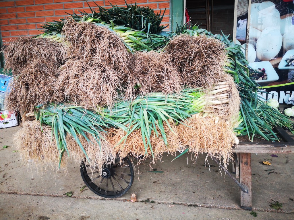 Cebolla de Rama