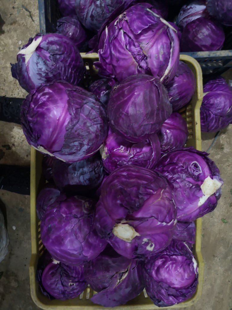 Repollo Morado