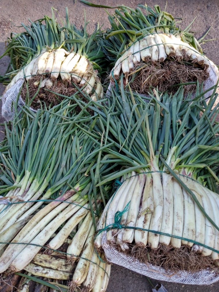 Cebolla larga bogotana
