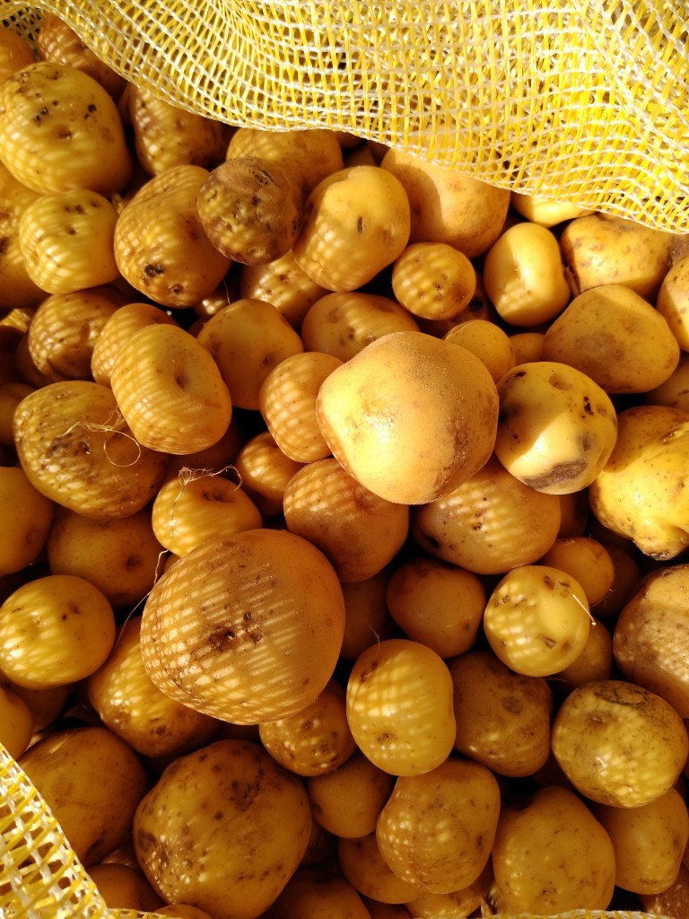 Papa criolla gruesa