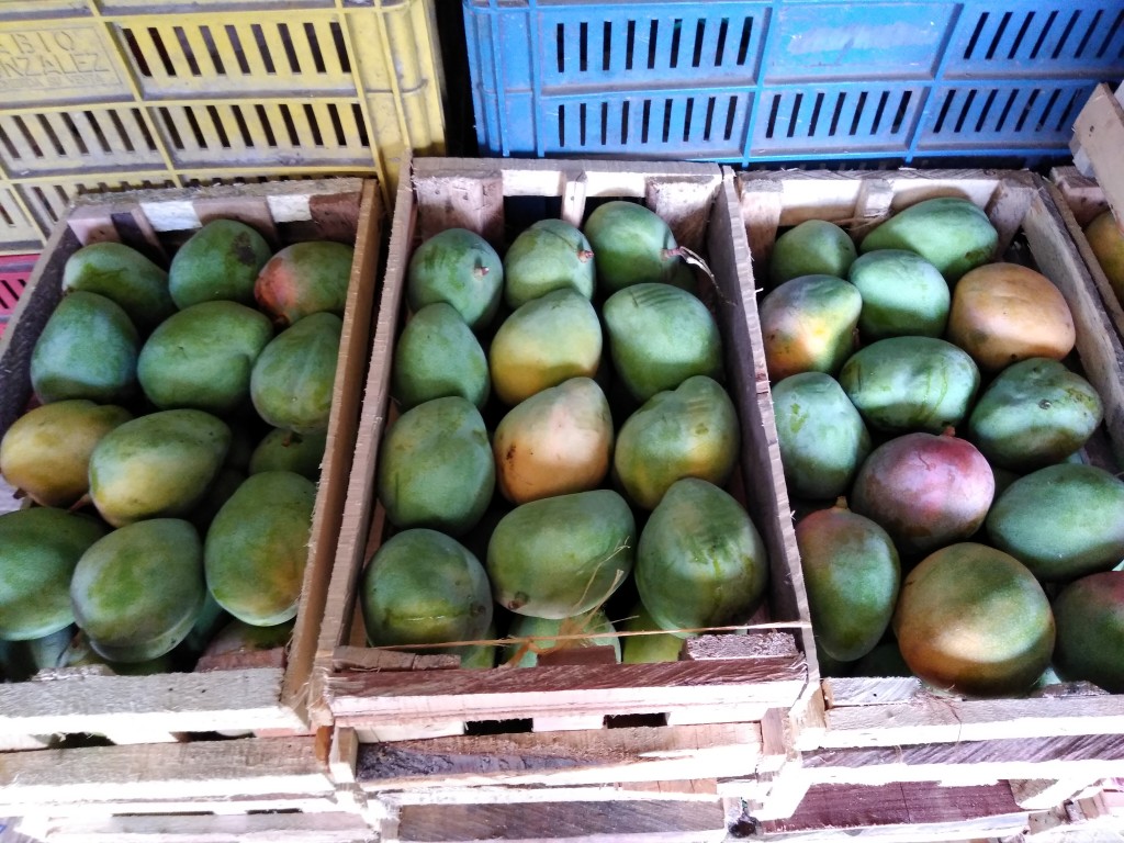 Mango manzano grueso