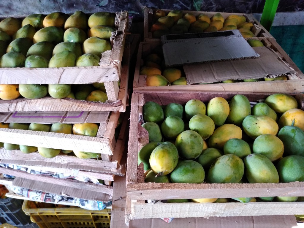 Mango común