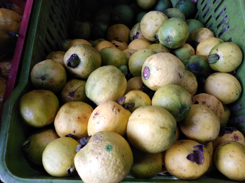 Guayaba agria 1ra