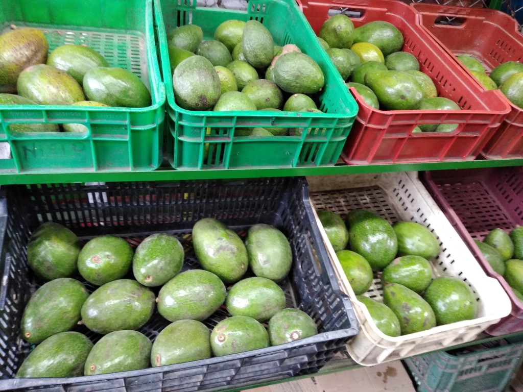 Aguacate choquette 1ra