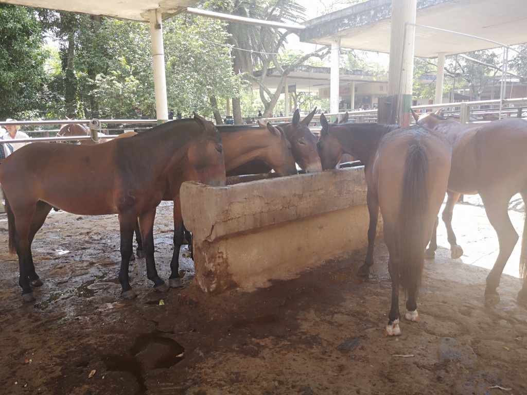 Mulas y caballos de vaqueria
