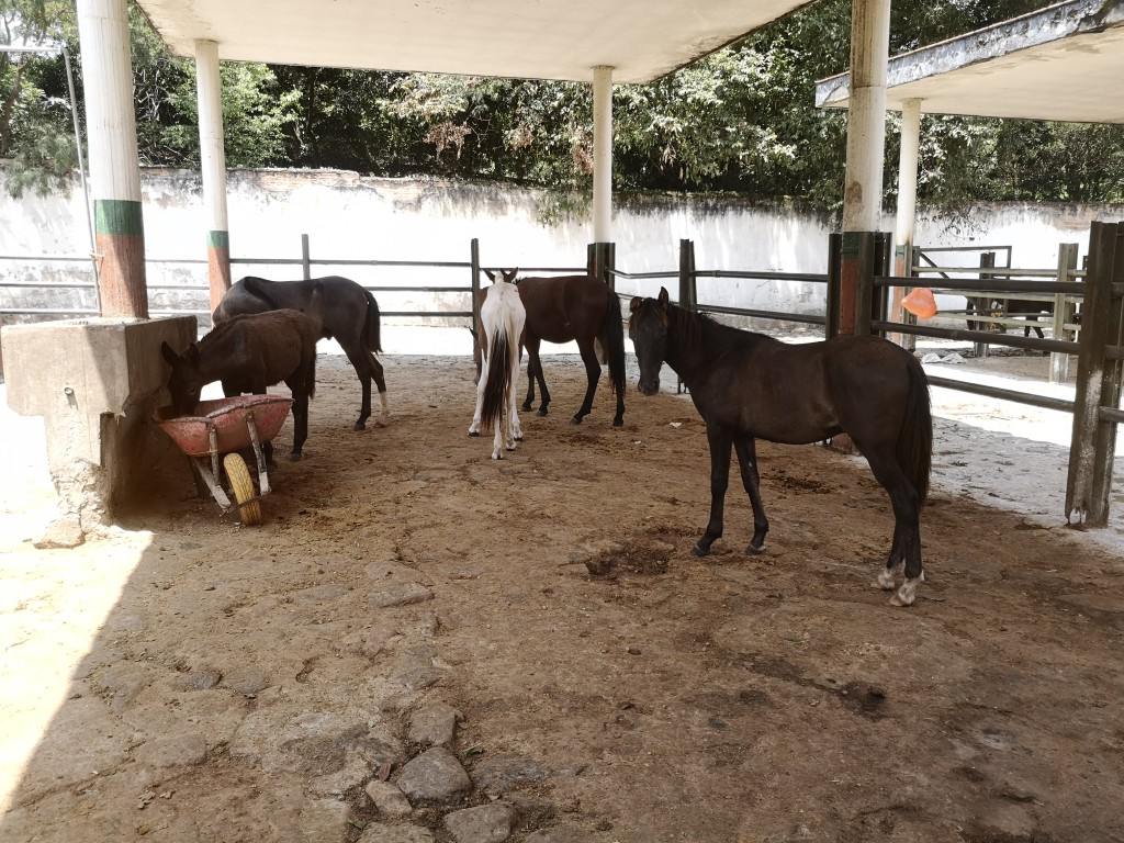 Potros cerreros