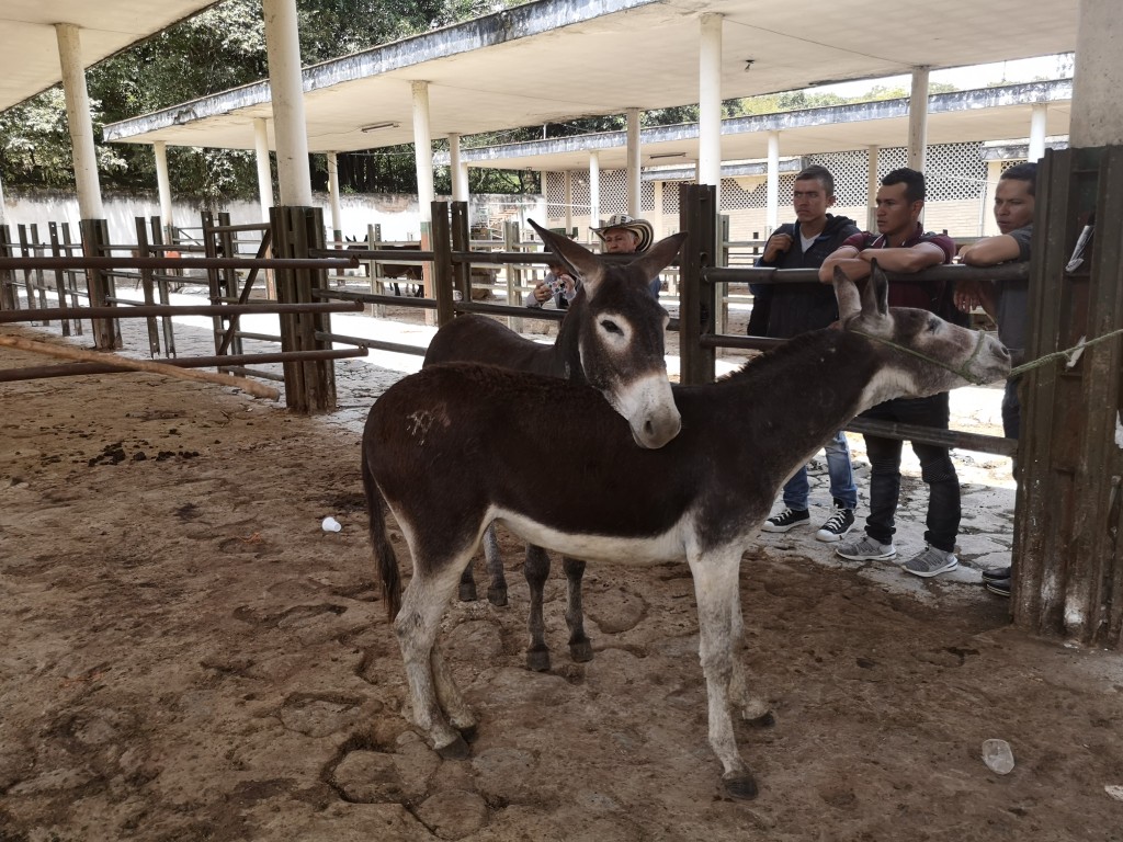 Asnales Hembra y Macho