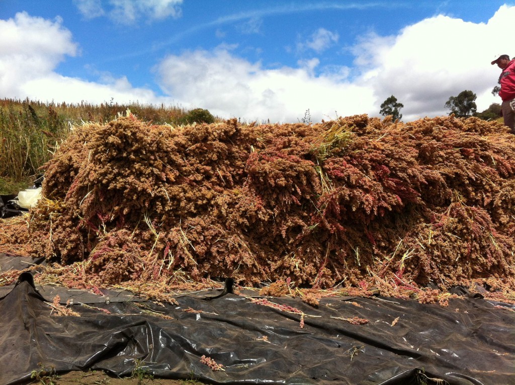 quinua - quinoa
