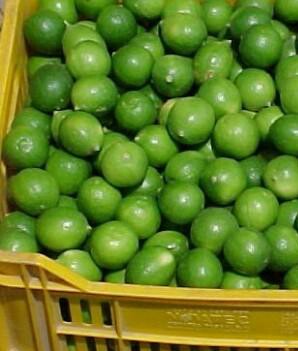Limon