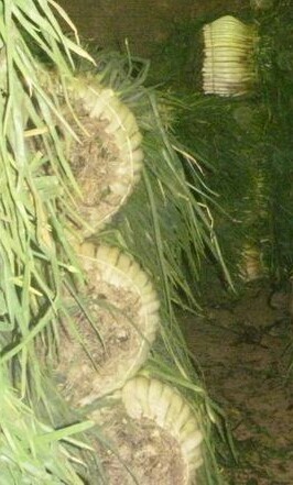 Cebolla larga