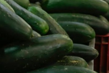 Pepino cohombro