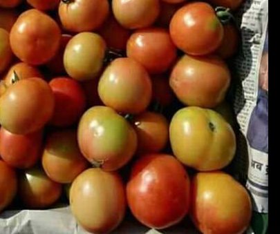Tomate Larga vida