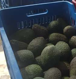 Aguacate Hass