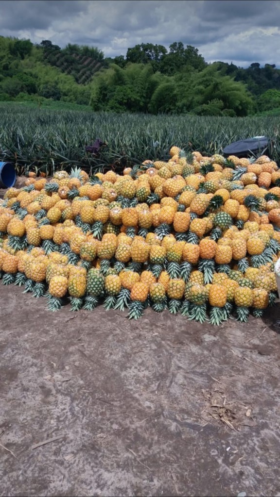 Piña oro miel puesta en plaza