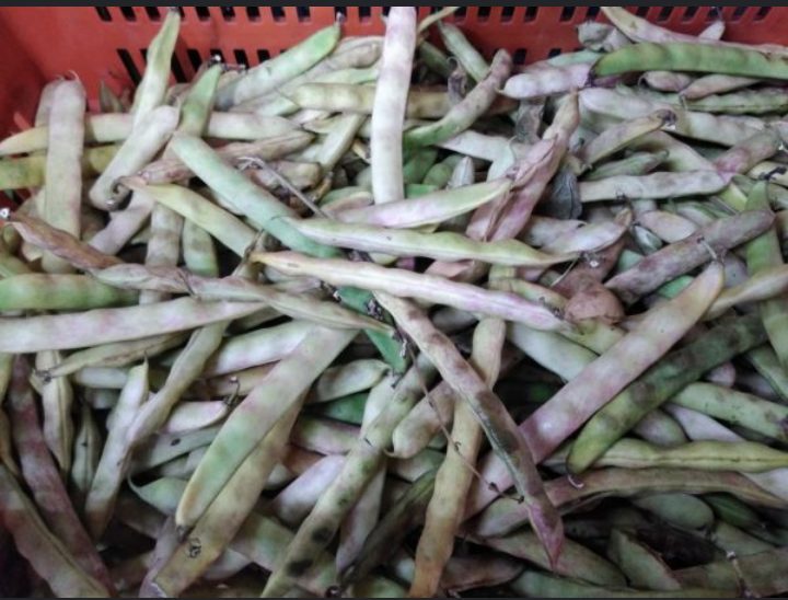 Frijol en vaina