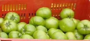 Tomate larga vida