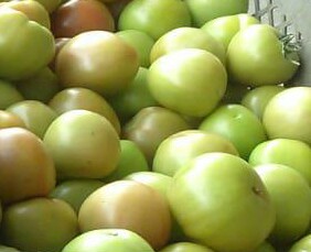 Tomate chonto selecto