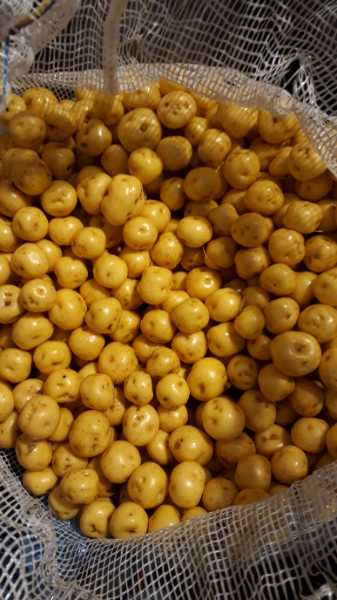 Papa criolla
