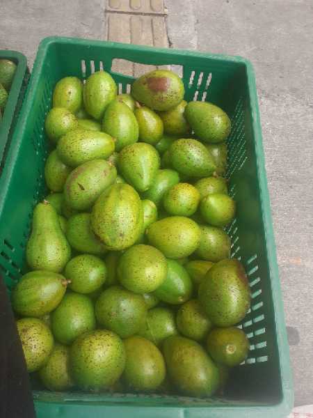 aguacate papelillo