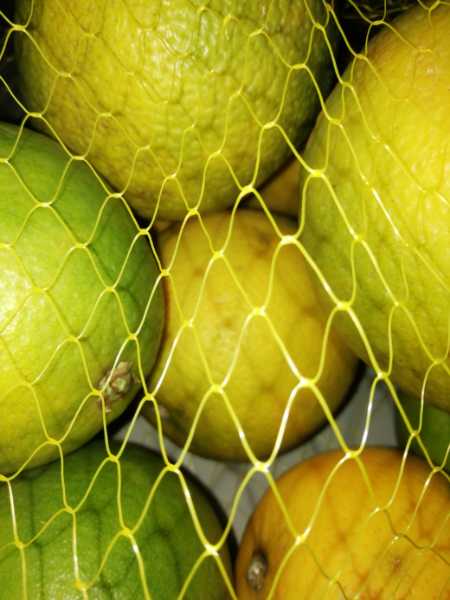 Naranja Valencia del Cauca