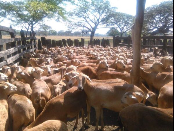 PIE DE CRIA OVINO