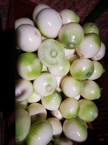 Cebolla cabezona pelada