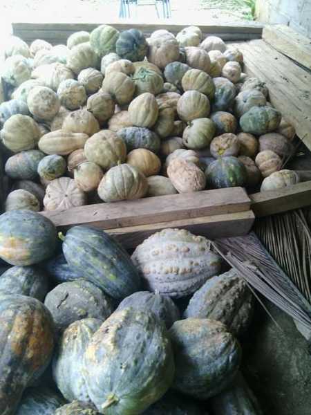 ahuyama variedad pastelito