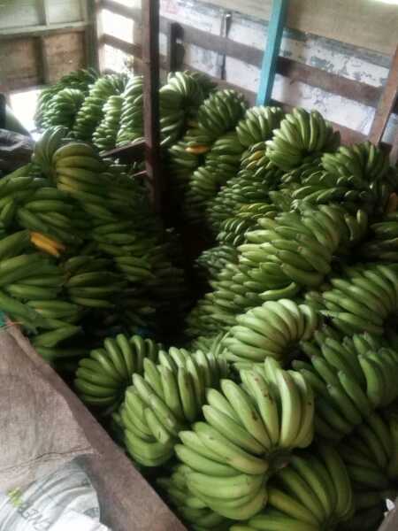 banano y harton dominico de 1ra