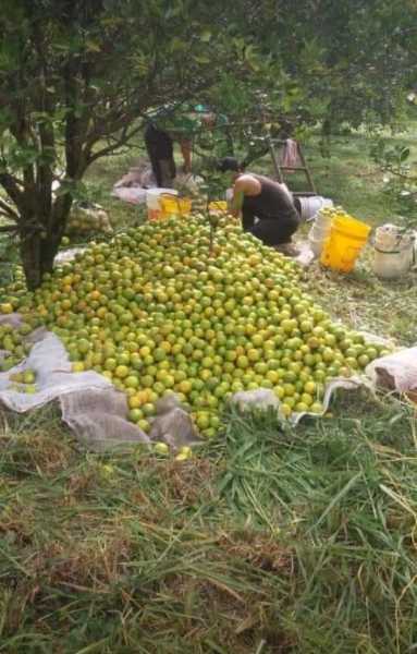 naranja valenciana cien por ciento orgánica