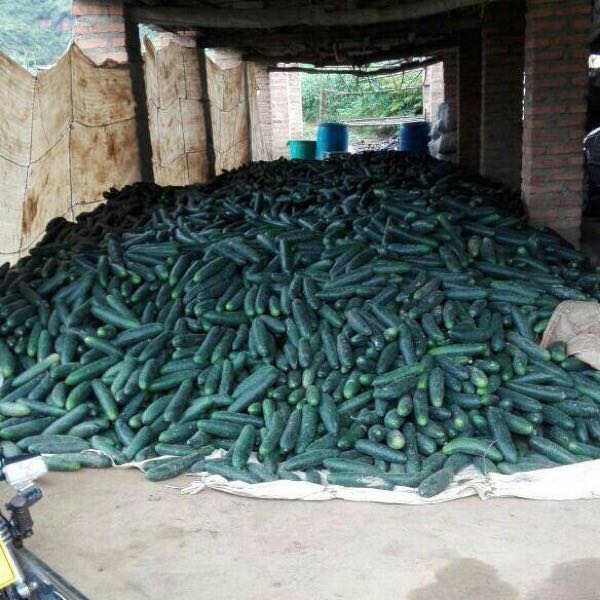 pepino cohombro
