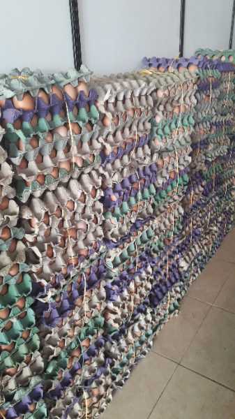 canastas de huevos por 30 unidades tipo AA