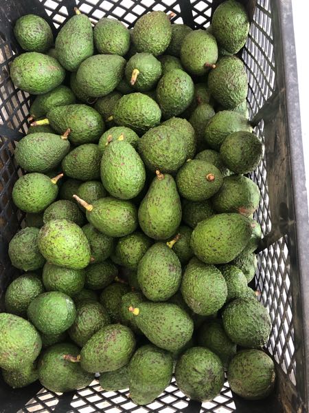 aguacate hass