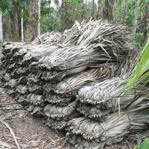 venta de palma amarga para kiosco cabañas,ranchos,techos ecológicos