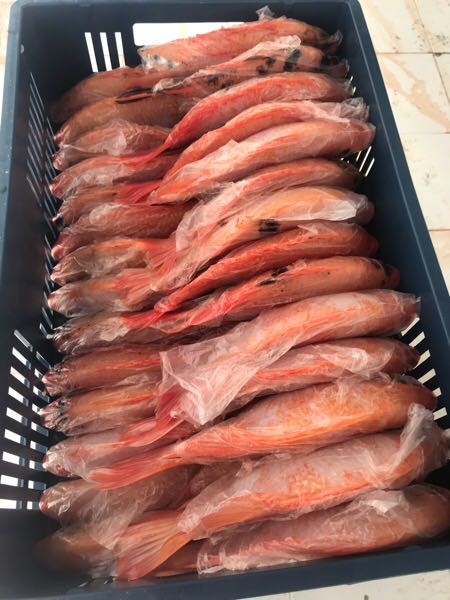 Venta al por mayor de Tilapia roja en todas las tallas