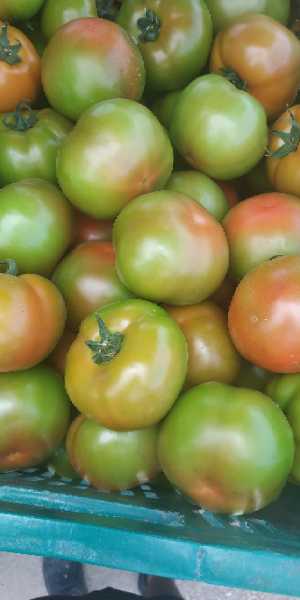 Tomate Larga Vida Primera Extra
