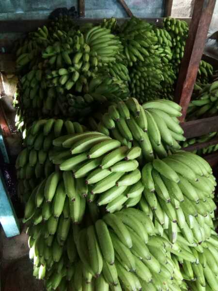 banano verde