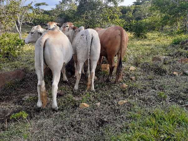 ganado para beneficio