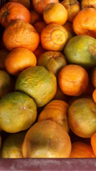 Venta de Mandarina Oneco..