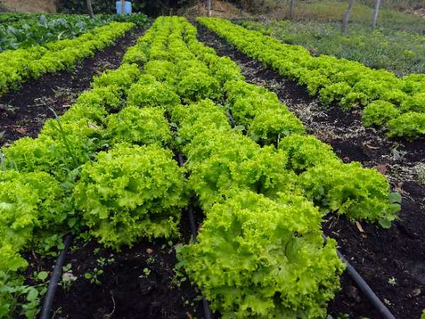 lechuga crespa organica