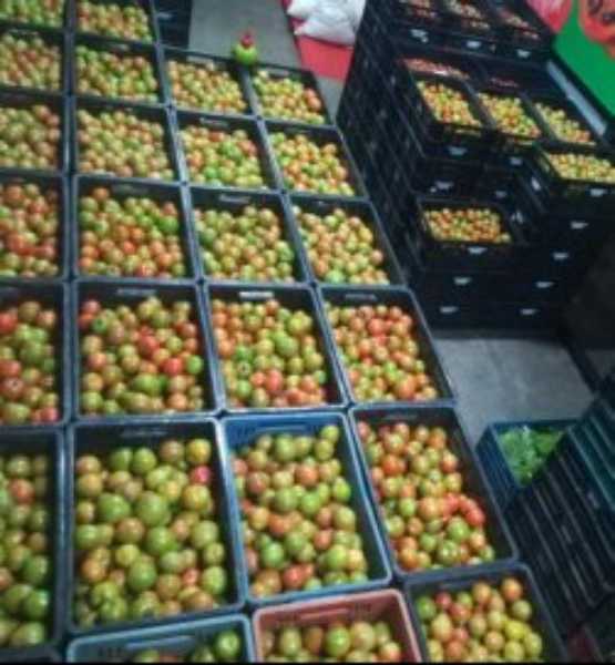 Tomate de Antioquía